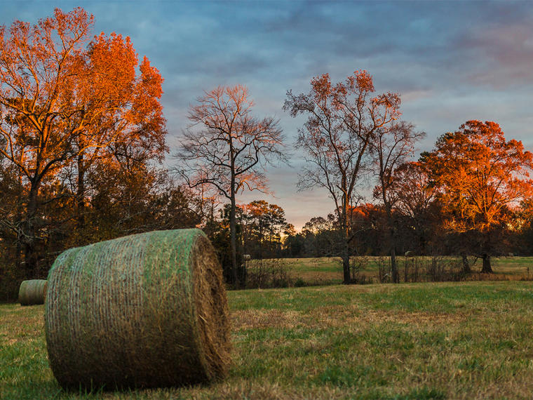 Hay bales in the fall on a farm in Johnston County, NC.