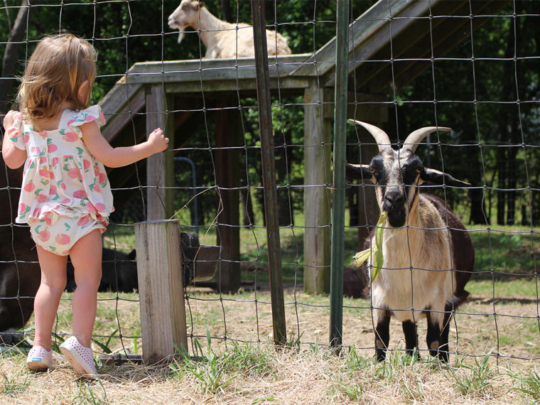 Small child looking at the goats at Smith's Farm near Benson, NC.