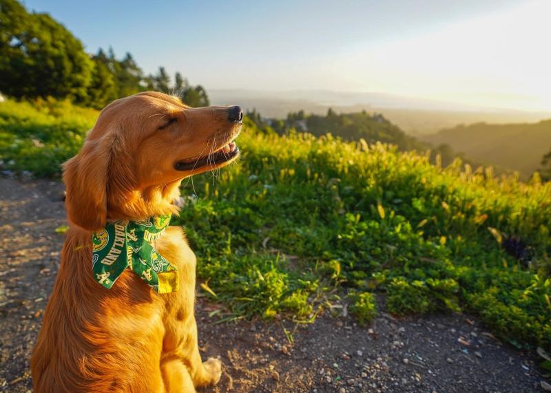 Golden Retriever in the Hills Photo