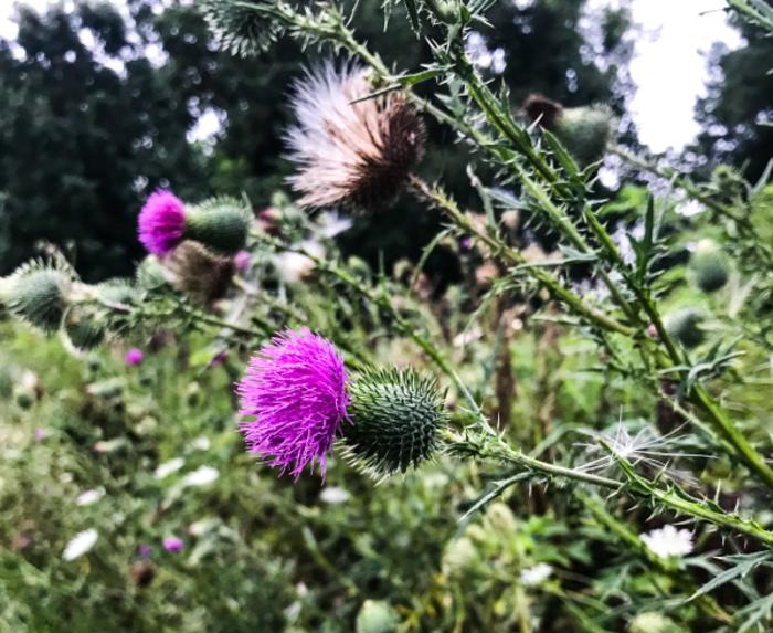 Gabis Arboretum flowers - Carolyn Hricik