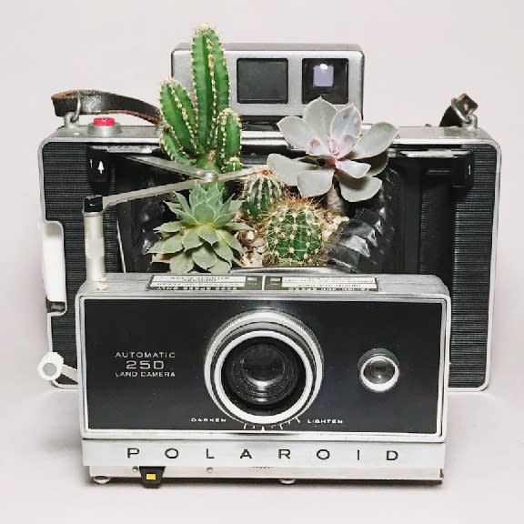 photsynth pvd flea