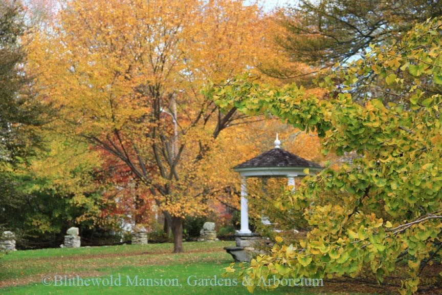 Blithewold Fall Foliage