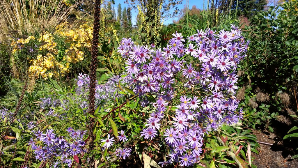 Bellevue Botanical Garden Purple Flowers