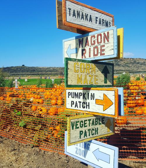 Tanaka Farms Pumpkin Patch in Irvine, CA