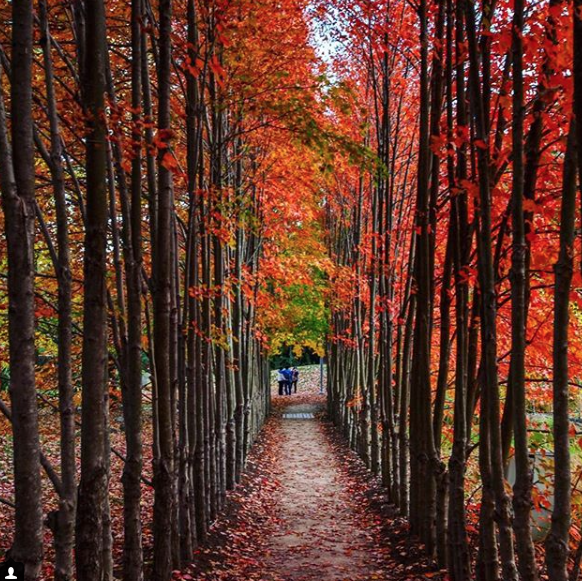 A row of red leaved trees