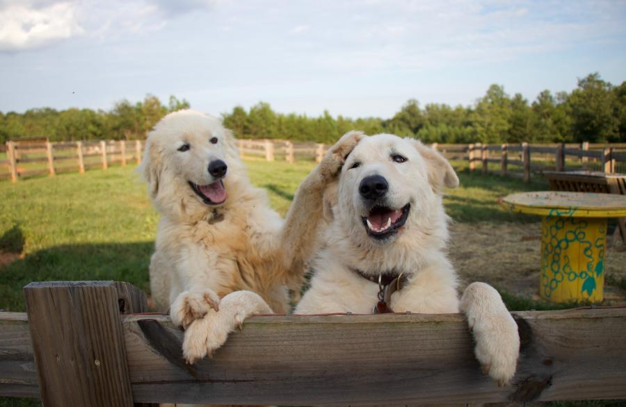 Cherry Mountain Farm Furry Fun