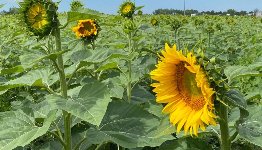 Jacquemin Farms Sunflower Field