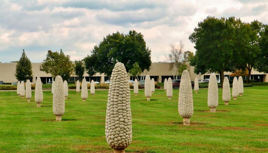 Field of Corn