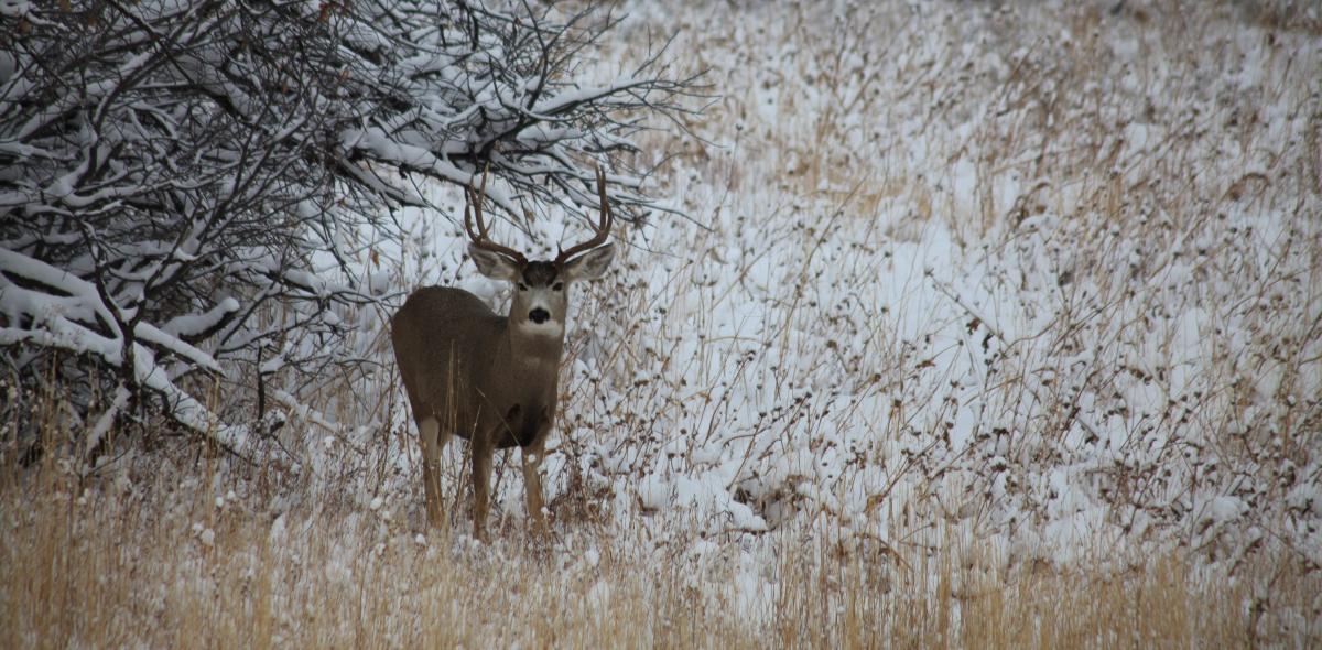 Hunting is very popular in the Steamboat Springs area in the fall and early winter.