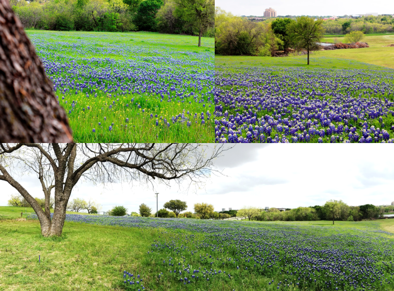 North Lake Bluebonnets in Irving, TX