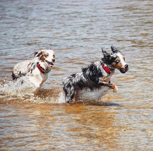 city farmers dog swamp