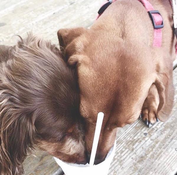 Dogs Eating Snoball Instagram: @mkjabbia