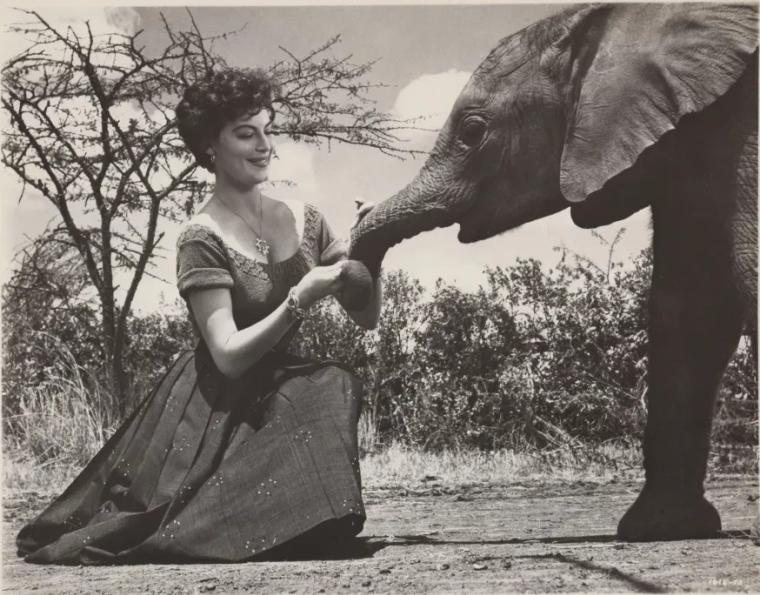 Ava Gardner pets a baby elephant.
