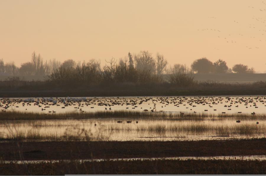 Sandhill Cranes 01