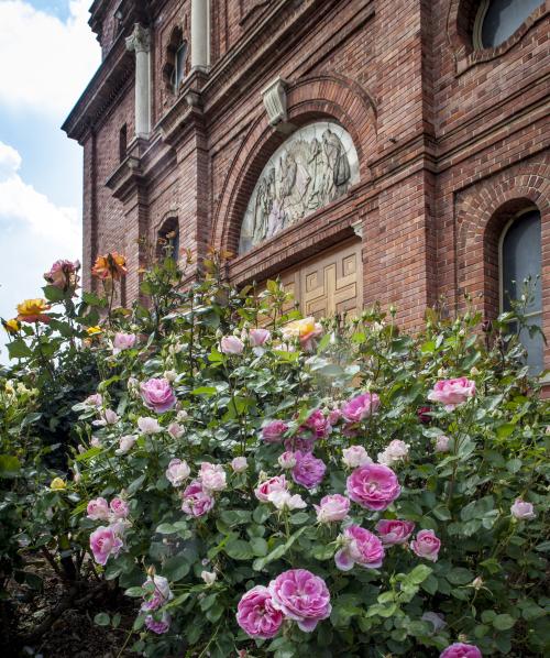 Basilica of St. Lawrence Roses
