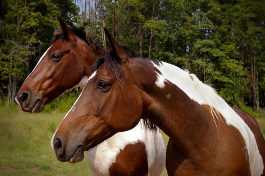 Horseback Riding