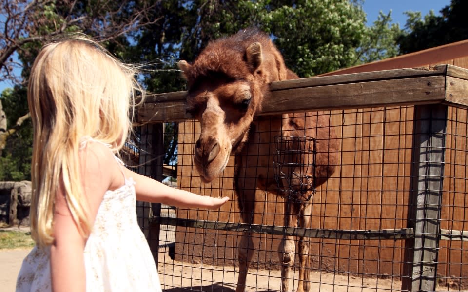 menominee-park-zoo-kid