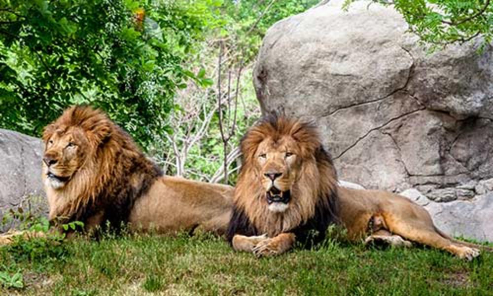 Lions at Franklin Park Zoo