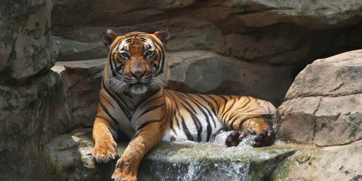 A tiger at the Knoxville Zoo relaxes in the afternoon sun