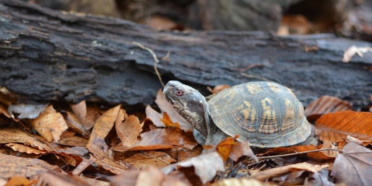Eastern Box Turtle