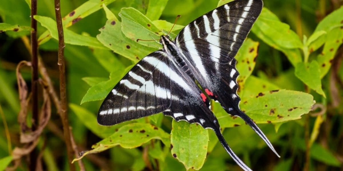 Zebra Swallowtail Butterfly