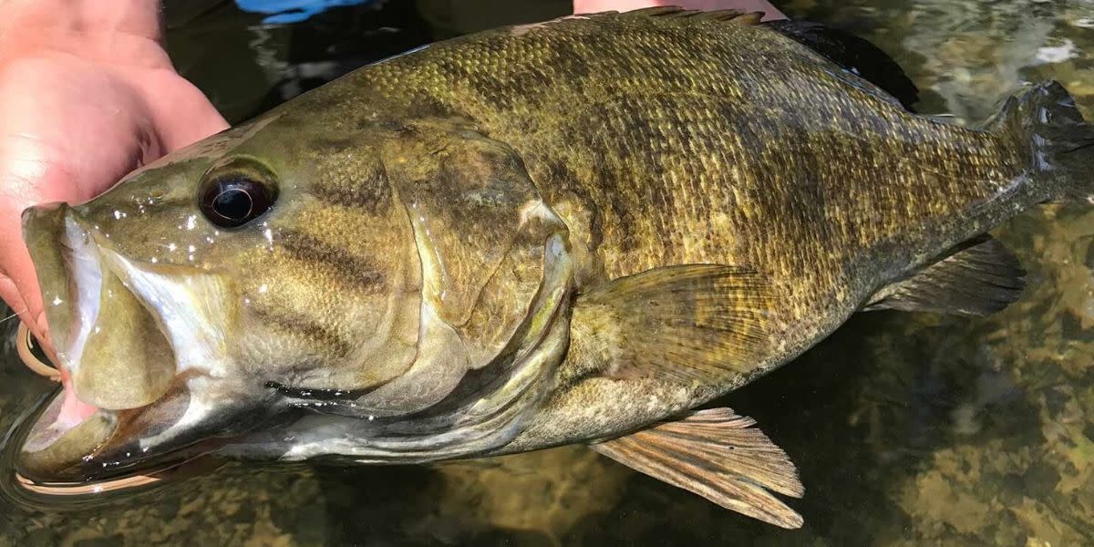 Smallmouth Bass