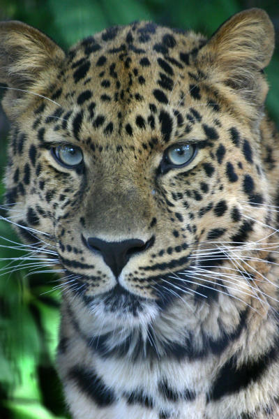 Only In Denver Extremely Rare Amur Leopards Visit Denver Blog