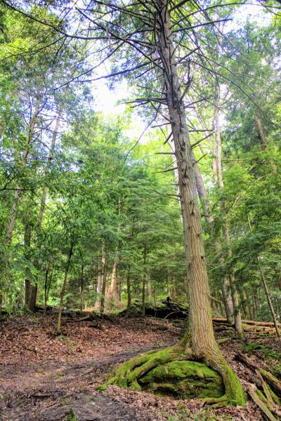 Scenic view of trees and woods in Hocking Hills