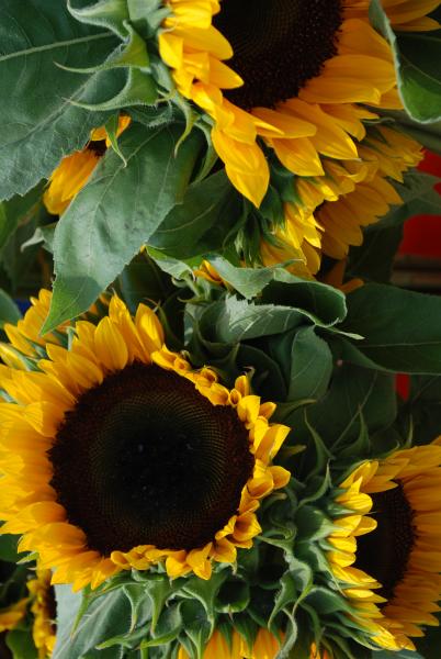 Sunflowers at the Frederick Farmers Market