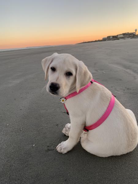 A puppy sitting on Great Dunes Beach at sunset on Jekyll Island, GA