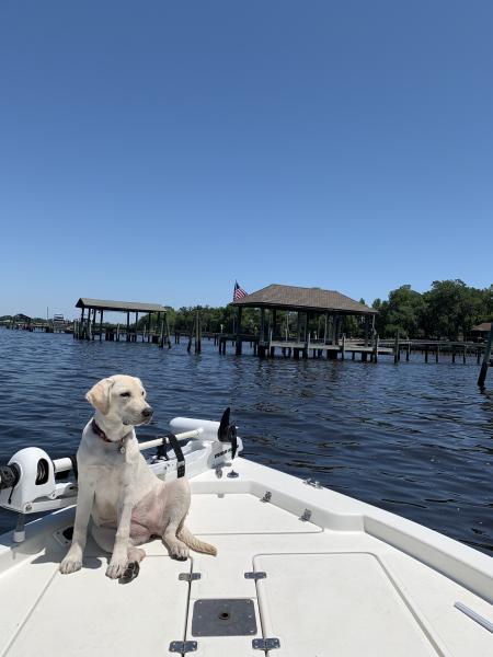 A dog sitting on a boat in the waters of Georgia's Golden Isles