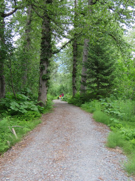 people walk along a forested trail