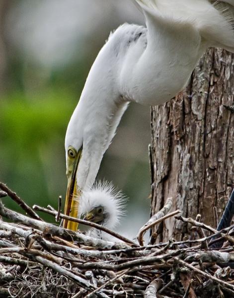 Mother and baby Egrets in nest 