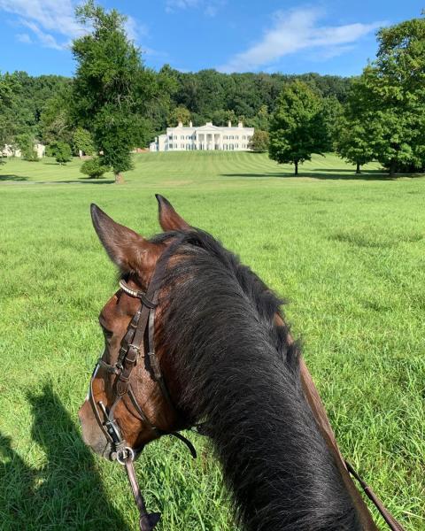 Morven Park Horse