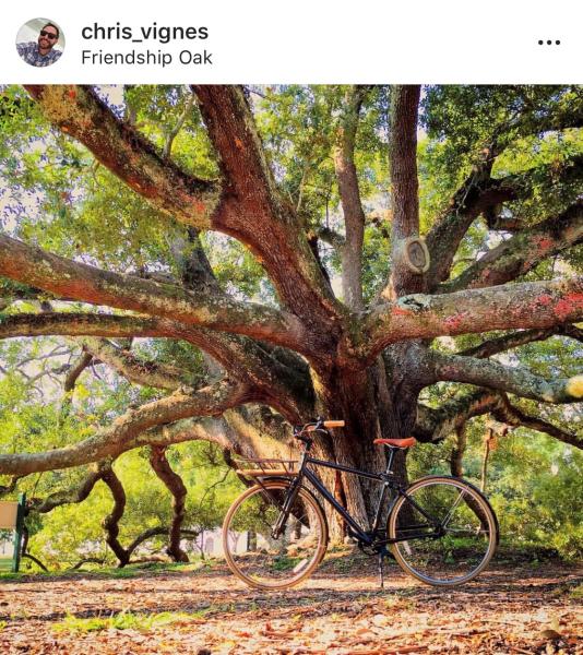 Friendship Oak
