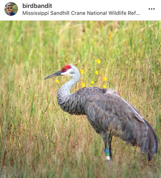 Mississippi Sandhill Crane National Wildlife Refuge