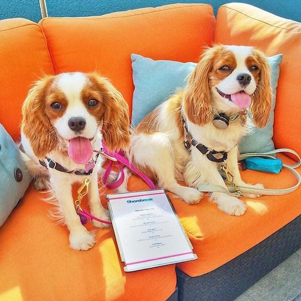 Pet Friendly Hotels In Huntington Beach