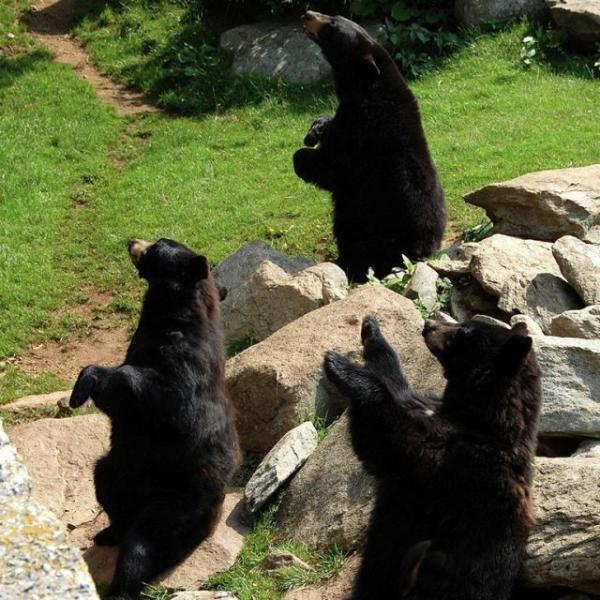 Black Bears on Grandfather Mountain