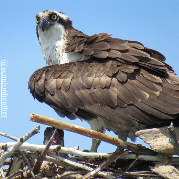 Osprey Image Birding Cayuga County - courtesy of scanlonheather