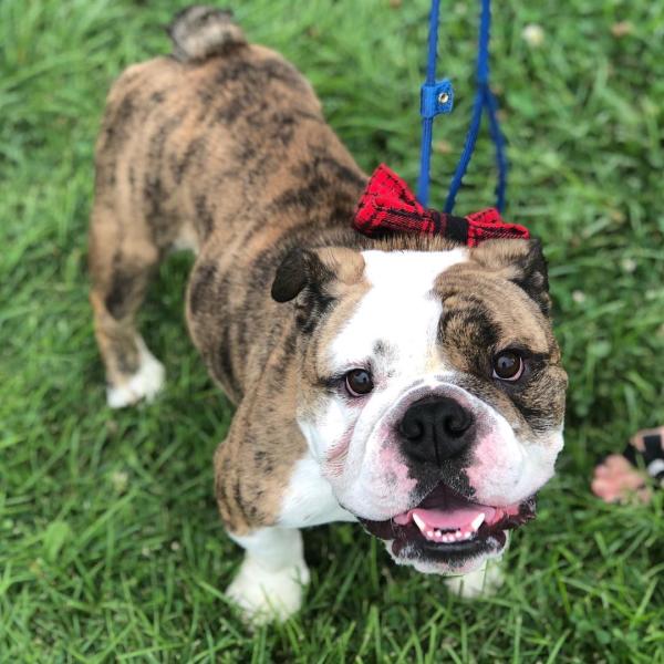 Dog at Woofstock by @bulldogclubofindiana