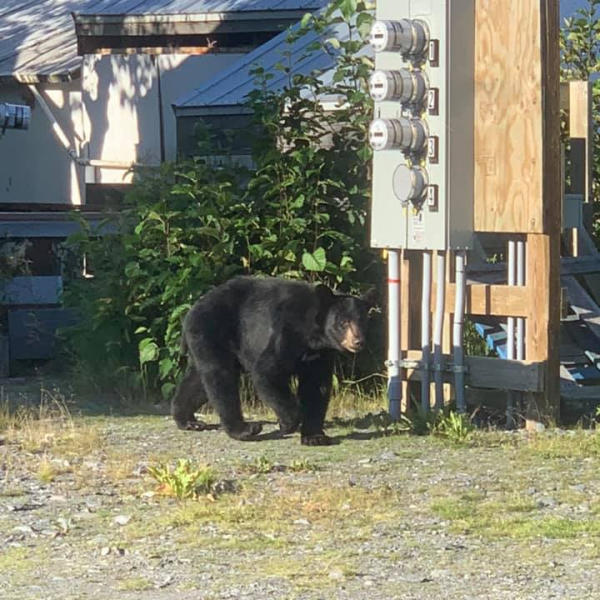 a black bear in an Alaskan town