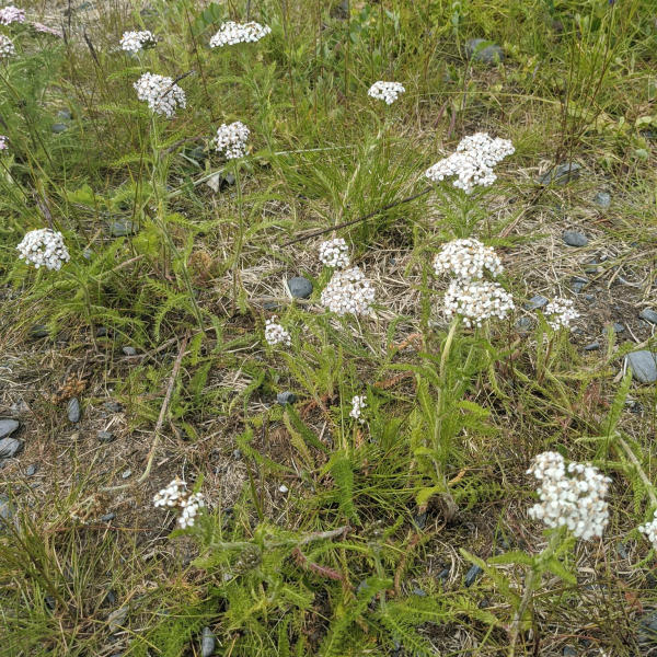 flowering yarrow plants