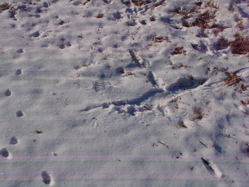 Here, you can see markings in the snow where a raptor scooped up a smaller bird for dinner. Credit: David Mow
