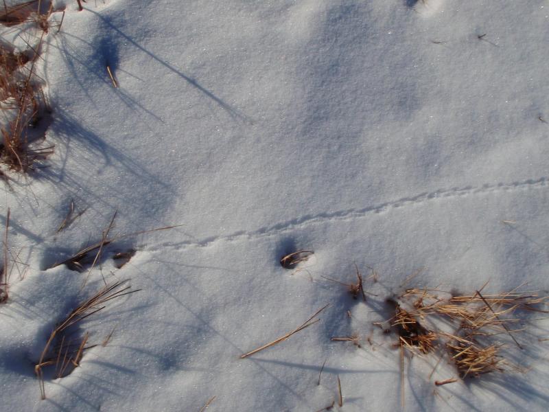 Here, a small mouse scuttled across the snow, perhaps in search of a snack. Credit: David Mow