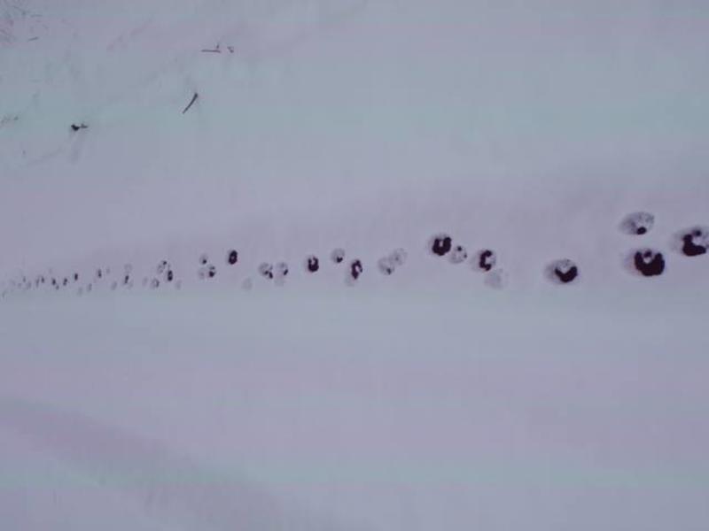 Here, you can see where a coyote passed by, leaving tracks in the snow. Credit: David Mow