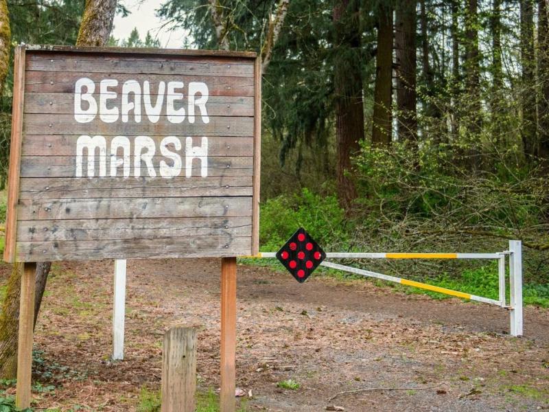 Beaver Marsh