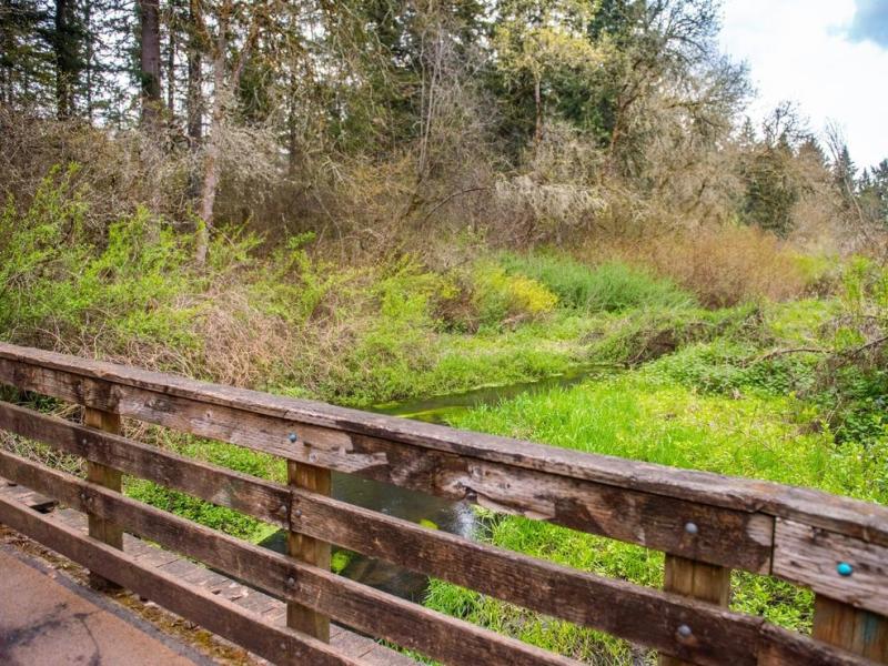 Beaver Marsh 2