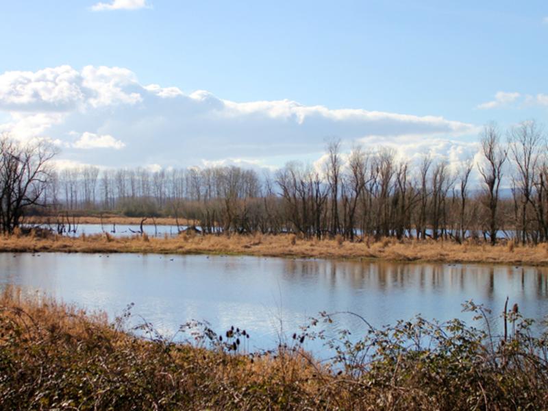Ridgefield Wildlife Refuge