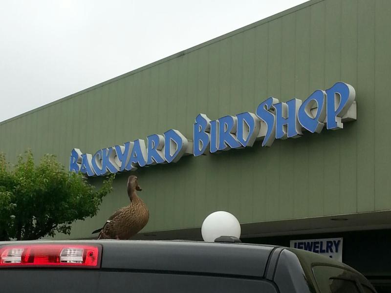 backyard bird shop