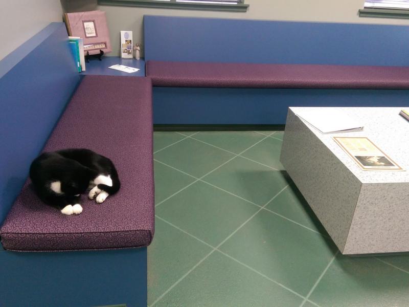 feline medical 2